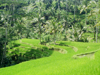 Rice Field, Bali